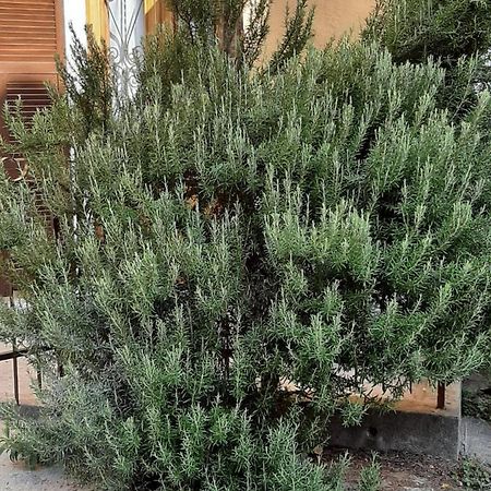 Вилла Il Rosmarino Fresonara  Экстерьер фото